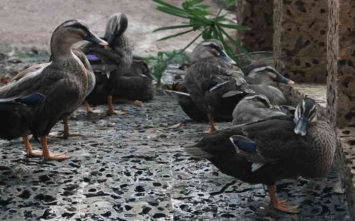 Giống vịt cỏ Vân Đình. Ảnh Internet.