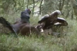 Media - "Tọa sơn quan hổ đấu", đại bàng hạ sát 2 con mồi