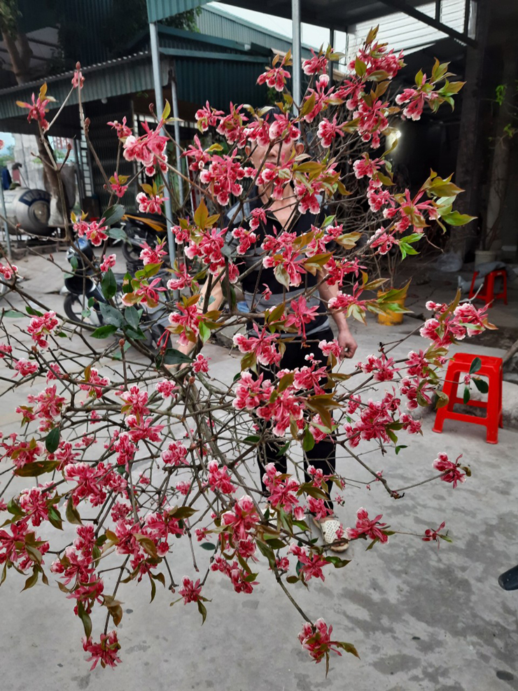 The type of "strange" peaches on the street, the rich Vietnamese spend up to 40 million to buy a branch to plug and play - 2