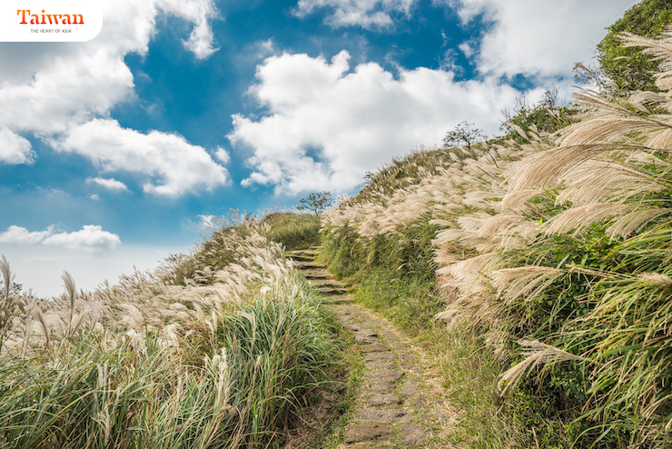 Hoa lau trong Vườn Quốc gia Yangmingshan