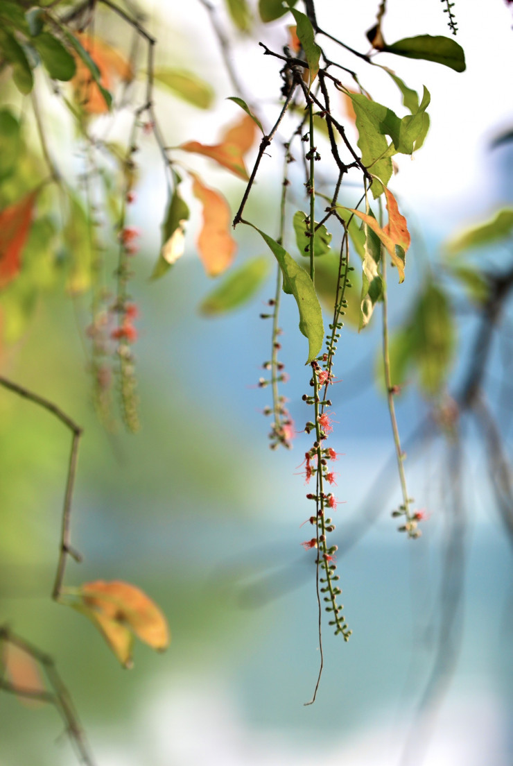 Những dải hoa lộc vừng nở đỏ thắm bên hồ Gươm (Hà Nội) mỗi buổi chiều đã thu hút nhiều nhiếp ảnh gia và khách du lịch tìm tới.