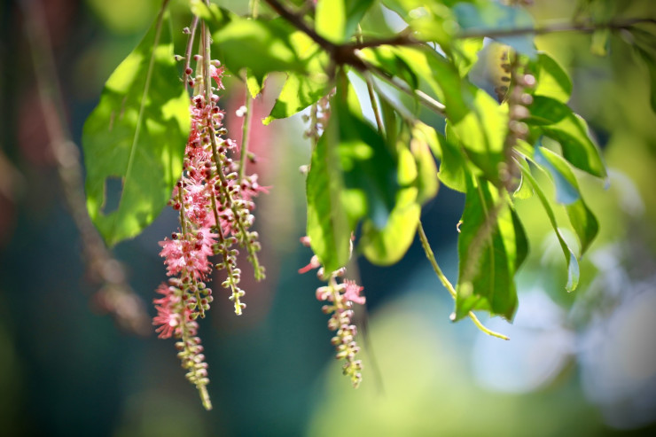 Xao xuyến vẻ đẹp Hồ Gươm khoảnh khắc giao mùa - 10