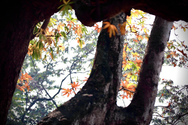 Xao xuyến vẻ đẹp Hồ Gươm khoảnh khắc giao mùa - 13