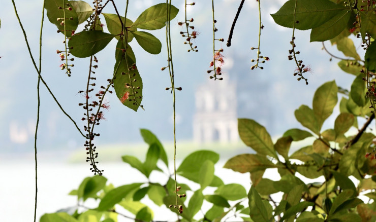 Thường những loài cây ra hoa vào mùa xuân, lộc vừng ra sau sau mùa thay lá. Năm nay các cây lộc vừng ở miền Bắc đồng loạt ra hoa nhiều chưa từng thấy. Cây lộc vừng ở Hồ Gươm cũng không ngoại lệ.