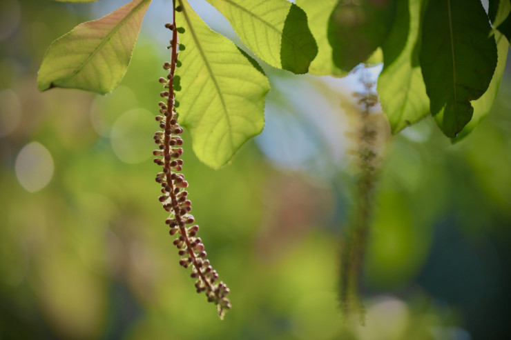 Hà Nội lúc giao mùa là một trong những thời điểm đẹp nhất, lãng mạn nhất nhờ sắc đỏ, sắc vàng của mùa cây thay lá nhuộm kín những góc phố thân quen, nắng nhẹ dịu xuyên qua những chồi lộc non, cùng mùi hương bưởi thoang thoảng sẽ khiến bất kỳ ai cũng cảm thấy lòng nhẹ nhàng hơn giữa cuộc sống bộn bề tấp tập. Cùng ngắm nhìn một số hình ảnh đẹp của Hà Nội lúc giao mùa để có những cảm nhận của riêng mình