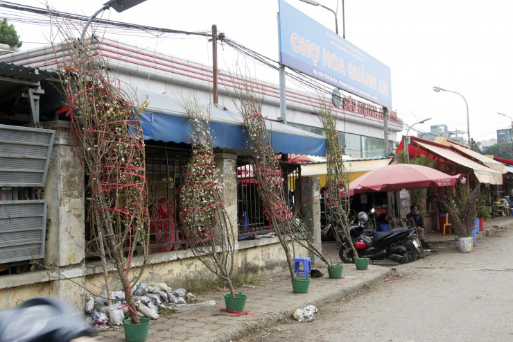 Khu vực bày bán hoa Tết của ông Đào Xuân Vụ (65 tuổi, đến từ Lục Nam, Bắc Giang), tại cổng chợ hoa Quảng Bá (Tây Hồ, Hà Nội). Ảnh: Bảo Minh