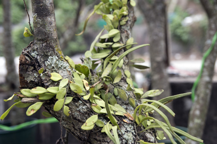 Là người có hơn 20 năm kinh nghiệm buôn bán hoa, ông Vụ cho rằng, những cây hoa xuất hiện tảo, rêu mốc hoặc các thực vật khác sinh tồn trên thân cây được khách ưu tiên lựa chọn hơn. Ảnh: Bảo Minh