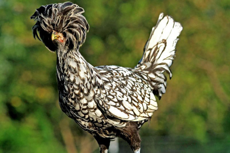 Dù có tên gọi là Ba Lan nhưng gà Ba Lan có nguồn gốc từ Hà Lan và phổ biến ở châu Âu.