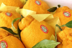 Thị trường - Tiêu dùng - Táo ngôi sao lạ mắt, quýt 300.000 đồng/quả dịp Tết