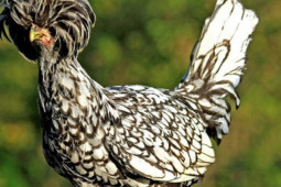 Thị trường - Tiêu dùng - Bí ẩn "quái" gà mọc bờm trên đầu, nóng tính hiếu chiến, giá siêu đắt đỏ vẫn cháy hàng