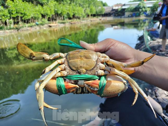 Cua đem lên bờ vuông cần được kiểm tra bằng cách bóp vào phần vỏ bụng. Con nào bóp vào nghe cảm giác cứng là bắt; những con cua thân còn mềm thì thả lại.