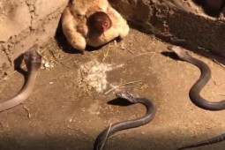 Media - Gà mái dùng "võ" tử chiến 3 rắn hổ mang bảo vệ đàn con