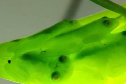 Phi thường - kỳ quặc - "Ma rừng" Nam Mỹ: Sinh vật mang siêu năng lực biến thành trong suốt