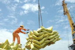 Thị trường - Tiêu dùng - Giá gạo Việt tăng mạnh, dự báo lập kỷ lục xuất khẩu 4 tỷ USD