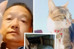 Phi thường - kỳ quặc - Dân mạng “phát sốt” với câu chuyện tài xế xe tải rong ruổi trên đường cùng 3 chú mèo