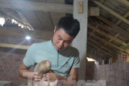 Khởi nghiệp nuôi dúi, chàng trai 9x thu lãi hàng trăm triệu đồng/năm