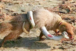 Media - Cầy Mangut "đầu gấu" truy sát từ rắn độc tới linh cẩu