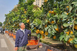 Thị trường - Tiêu dùng - Bưởi cảnh xuống phố có giá hàng chục triệu đồng/gốc, nhiều người mua sớm về chơi Tết