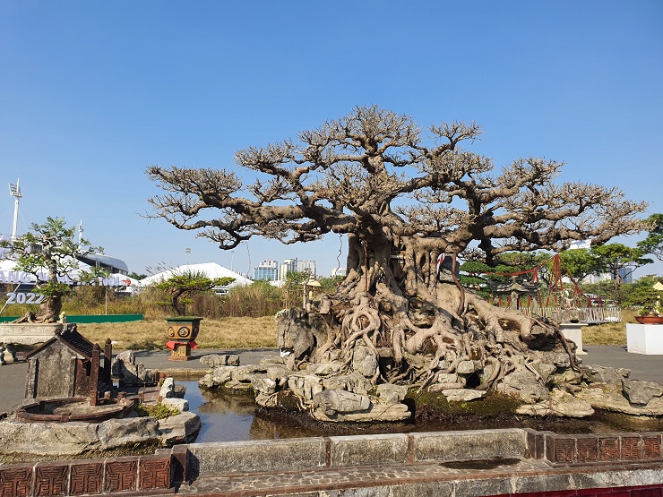 Là người đầu tiên đưa dáng làng vào tác phẩm cây cảnh, cây sanh này là một trong những tác phẩm tạo nên tên tuổi của ông Nguyễn Tân Khoa (Khoa Sắt) trong giới sinh vật cảnh.
