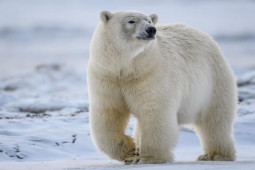 Media - Gấu bắc cực thiện chiến cả trên cạn lẫn dưới biển khiến hàng loạt con mồi bỏ mạng