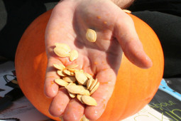 Sức khỏe đời sống - Chọn đúng “thứ này”, cụ ông 88 tuổi bị tiểu đêm, tiểu són nay đã cải thiện, sống khỏe, ngủ ngon