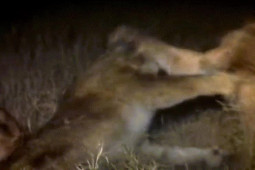 Thế giới - Sư tử bỏ mạng, bị linh cẩu xé xác sau cuộc chiến giành lãnh thổ