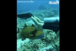 Phi thường - kỳ quặc - Video: Khoảnh khắc cá có hàm răng giống người bất ngờ tấn công thợ lặn