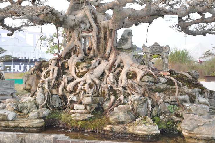 Qua thời gian, hình ảnh cây đại thụ hàng trăm năm tuổi bao trùm lên cổng làng rất cổ kính.