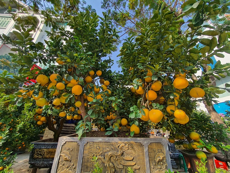 The pomelo tree is more than 50 years old, the customer wants to rent 80 million dong, the owner of the garden has not agreed - 7