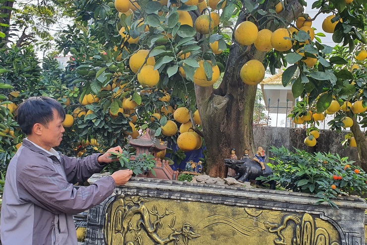 The pomelo tree is more than 50 years old, the customer wants to rent 80 million dong, the owner of the garden has not agreed - 4