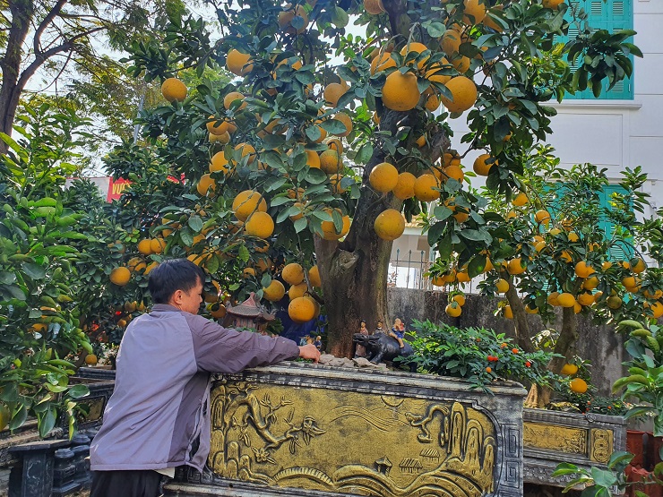 The pomelo tree is more than 50 years old, the customer wants to rent 80 million dong, the owner of the garden has not agreed - 5