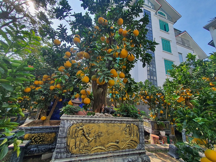 The pomelo tree is more than 50 years old, the customer wants to rent 80 million dong, the owner of the garden has not agreed - 1