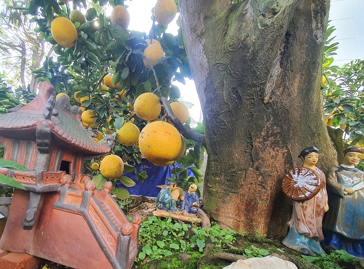 The pomelo tree is more than 50 years old, the customer wants to rent 80 million dong, the owner of the garden has not agreed - 3