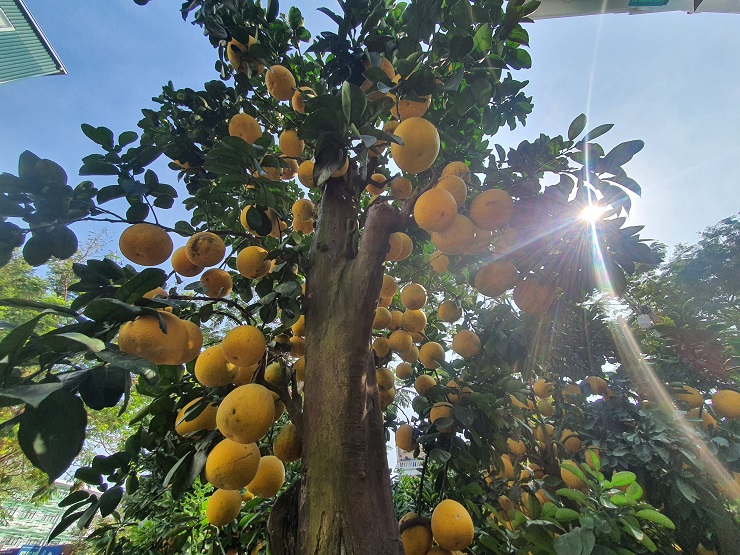 The pomelo tree is more than 50 years old, the customer wants to rent 80 million dong, the owner of the garden has not agreed - 2