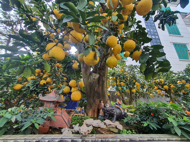 The pomelo tree is more than 50 years old, the customer wants to rent 80 million dong, the owner of the garden has not agreed - 6