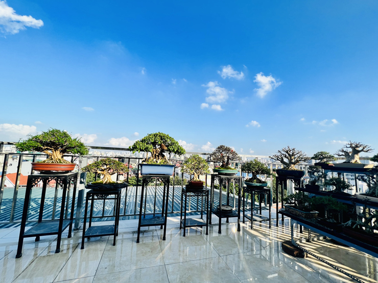 Vườn cây tiền tỷ của anh Hoàng Anh trưng bày trên sân thượng.