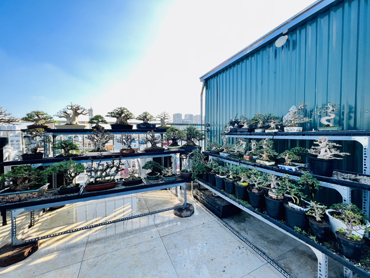 Những cây bonsai mini này chiếm ít diện tích, giá thành không quá cao nên phù hợp với nhiều người.