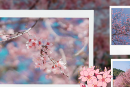 Du lịch - Đà Lạt mùa cuối năm: Mai anh đào "nhuộm" hồng sắc trời, Gen Z tha hồ sống ảo