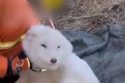 Thế giới - Người đàn ông phát hiện chú chó mắc kẹt dưới giếng, ngờ đâu lại là "linh thú" nổi tiếng