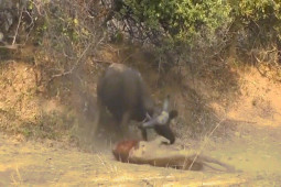 Video: Bị trâu rừng húc trọng thương, sư tử vẫn cố chấp vồ mồi