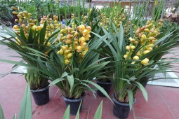 Thị trường - Tiêu dùng - Loài hoa “quý tộc” vào mùa, thương lái chỉ cách chọn để được "hàng" chuẩn đẹp chơi Tết