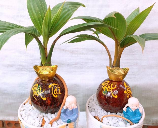 Fancy mini bonsai coconut attracts customers on the occasion of the Lunar New Year - 1