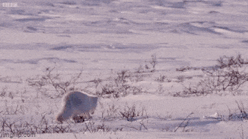 Người đàn ông phát hiện chú chó mắc kẹt dưới giếng, ngờ đâu lại là "linh thú" nổi tiếng - 2