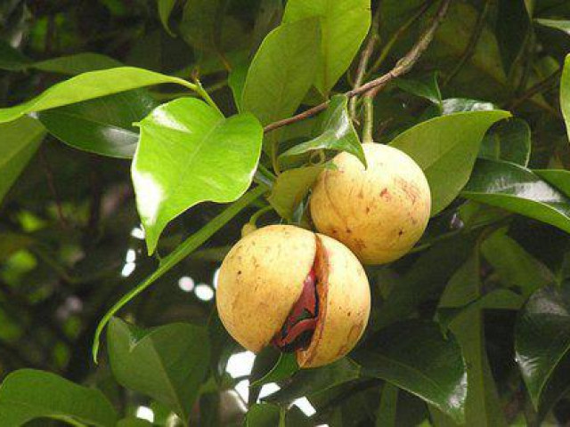 Sức khỏe đời sống - Nhục đậu khấu - "viagra tự nhiên" cho phái đẹp