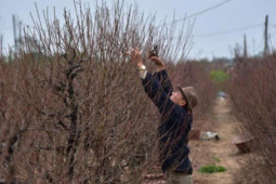 Thị trường - Tiêu dùng - “Thủ phủ” đào Nhật Tân: Vừa hối hả vừa thấp thỏm lo vụ Tết