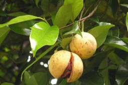 Sức khỏe đời sống - Nhục đậu khấu - "viagra tự nhiên" cho phái đẹp