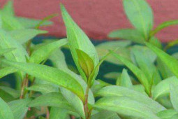 Sức khỏe đời sống - Ăn rau răm có làm yếu sinh lý?