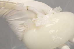 Sức khỏe đời sống - Mỹ: Hóa kiếp gan heo để cấy ghép cho người