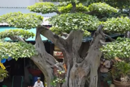 Thị trường - Tiêu dùng - Sửng sốt hình hài siêu cây cảnh nuôi 12 năm, đại gia trả hàng triệu đô không bán