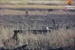 Video: Mải mê săn mồi, chó rừng phải bỏ mạng dưới hàm răng sắc nhọn của báo hoa mai